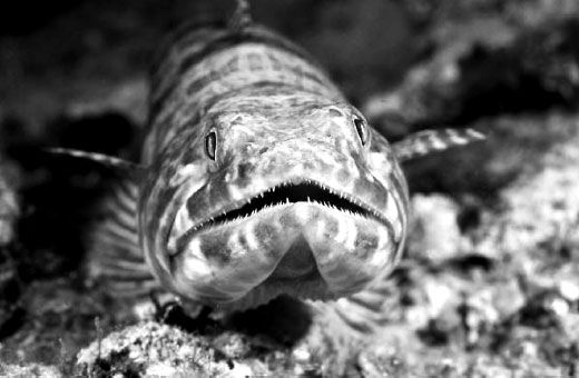 Николай Курчанов - Антропология и концепции биологии