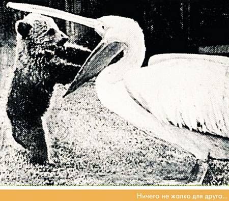 Василий Песков - Окно в природу