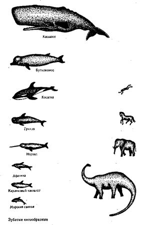 Жак-Ив Кусто, Филипп Диоле - Могучий властелин морей