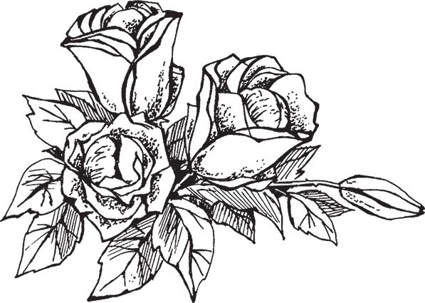 Сергей Кашин - Умное цветоводство круглый год на даче и дома