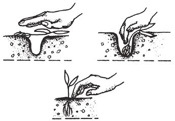 Светлана Чебаева - Богатый урожай овощей на вашем участке. В помощь любимым...