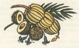 Николай Чуковский - Капитан Крузенштерн