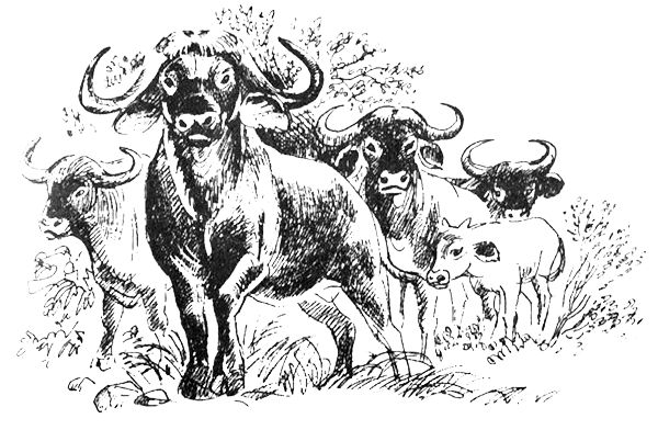 Джордж Майкл - Семья Майклов в Африке