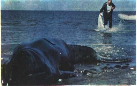 Жак-Ив Кусто, Филипп Диоле - Могучий властелин морей