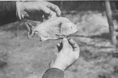 Иржи Ганзелка, Мирослав Зикмунд - Там, за рекою, - Аргентина