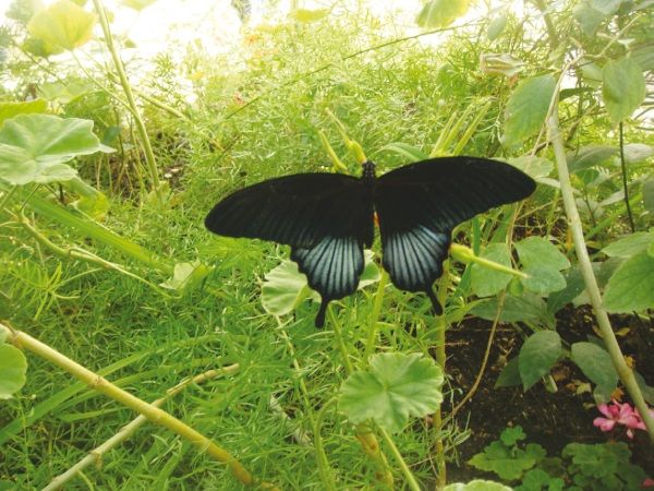 Олёна Ростова - По осколкам