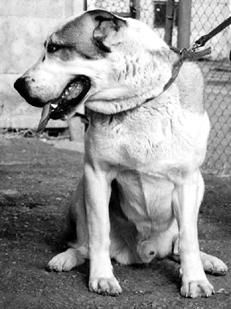 Светлана Ермакова - Среднеазиатская овчарка