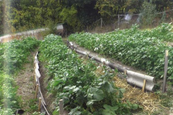 Борис Бублик, Виталий Гридчин - Умный огород круглый год