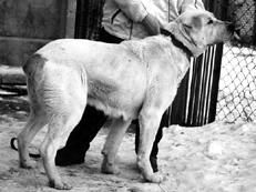 Светлана Ермакова - Среднеазиатская овчарка