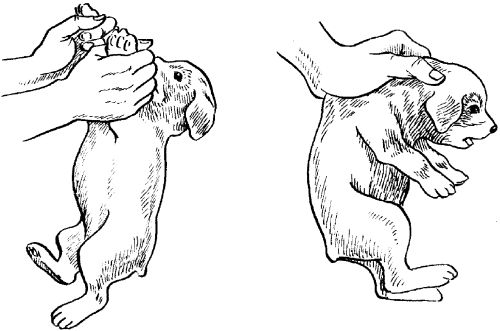 Светлана Ермакова - Среднеазиатская овчарка