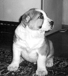 Светлана Ермакова - Среднеазиатская овчарка