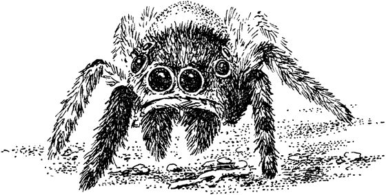 Павел Мариковский - Забытые острова