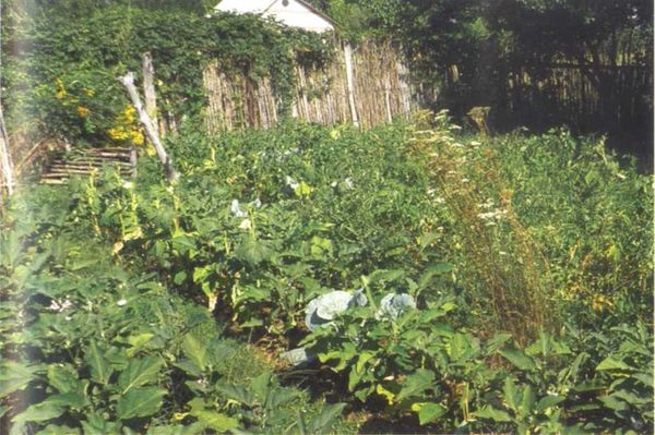 Борис Бублик, Виталий Гридчин - Умный огород круглый год