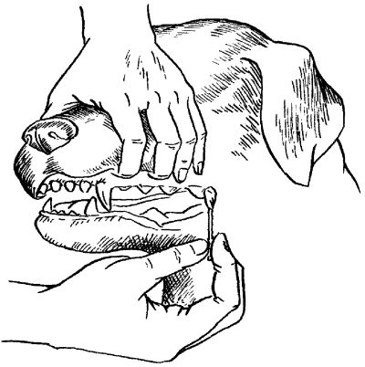 Светлана Ермакова - Среднеазиатская овчарка