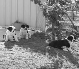 Светлана Ермакова - Среднеазиатская овчарка