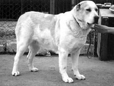 Светлана Ермакова - Среднеазиатская овчарка