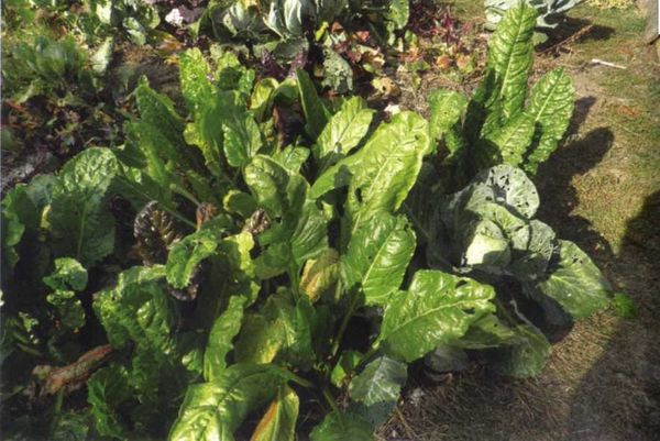 Борис Бублик, Виталий Гридчин - Умный огород круглый год