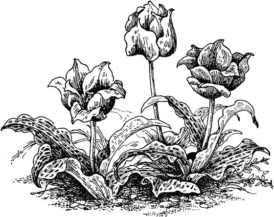 Павел Мариковский - Забытые острова