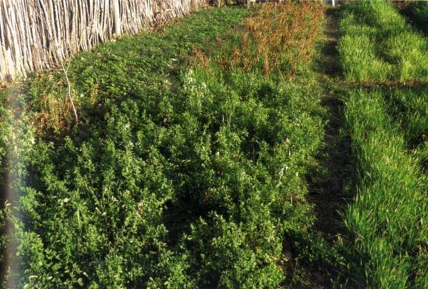 Борис Бублик, Виталий Гридчин - Умный огород круглый год