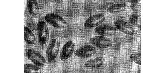 Павел Мариковский - Лунка серебристая