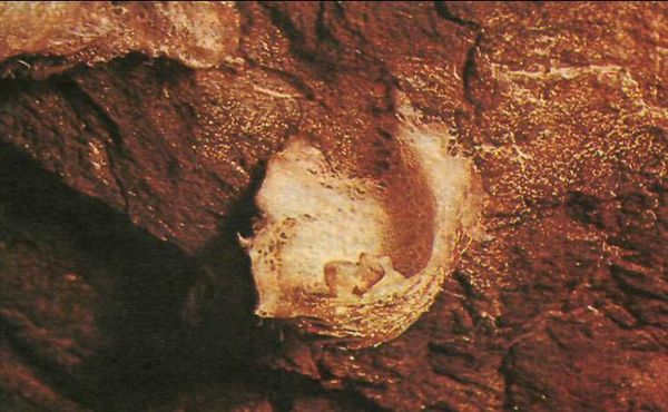 Мишель Сифр - В безднах Земли