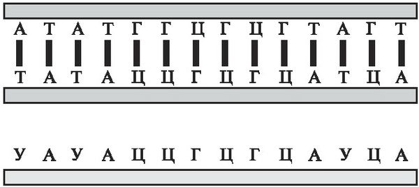 Несса Кэри - Мусорная ДНК. Путешествие в темную материю генома