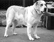 Светлана Ермакова - Среднеазиатская овчарка