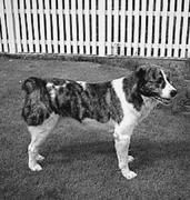 Светлана Ермакова - Среднеазиатская овчарка