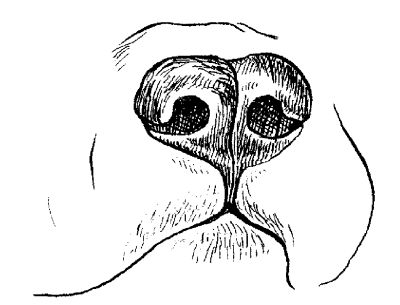 Светлана Ермакова - Среднеазиатская овчарка