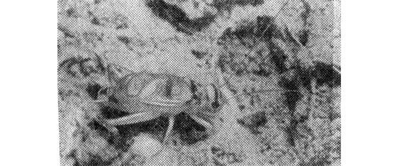 Павел Мариковский - Лунка серебристая