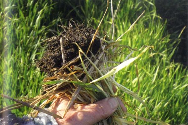 Борис Бублик, Виталий Гридчин - Умный огород круглый год