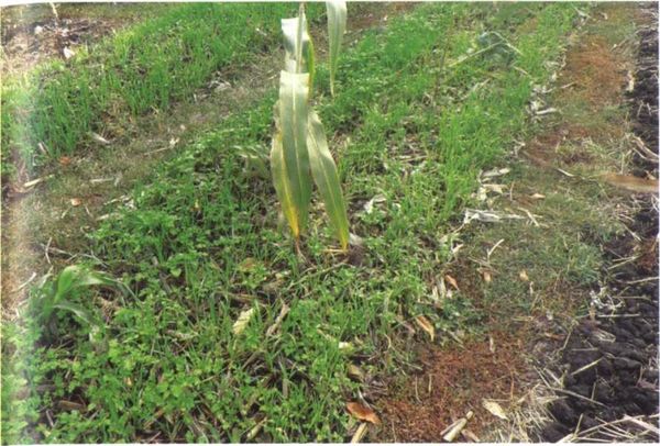 Борис Бублик, Виталий Гридчин - Умный огород круглый год