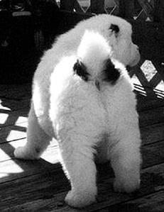 Светлана Ермакова - Среднеазиатская овчарка