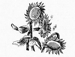 Жанна Браун, Евгений Брандис и др. - Синяя дорога