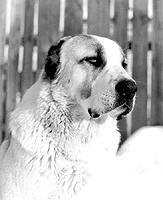 Светлана Ермакова - Среднеазиатская овчарка