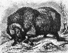 Наталья Гусева - Русский Север - прародина индославов