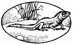 Жак-Ив Кусто, Ив Паккале и др. - В поисках Атлантиды