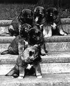 Светлана Ермакова - Среднеазиатская овчарка