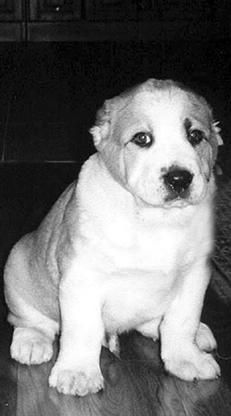 Светлана Ермакова - Среднеазиатская овчарка