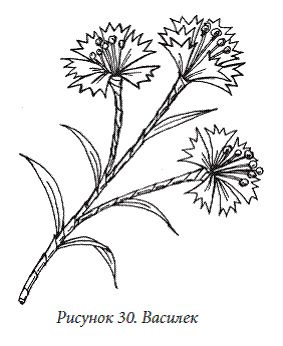 Елена Каминская - Декоративные цветы из бумаги, ткани, кожи, меха, бисера