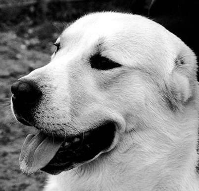 Светлана Ермакова - Среднеазиатская овчарка