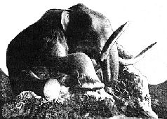 Наталья Гусева - Русский Север - прародина индославов