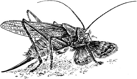 Павел Мариковский - Забытые острова