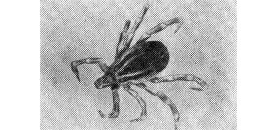 Павел Мариковский - Лунка серебристая