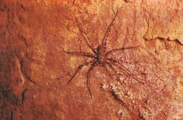 Мишель Сифр - В безднах Земли