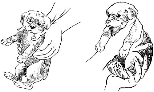 Светлана Ермакова - Среднеазиатская овчарка