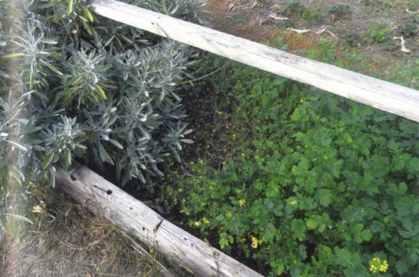 Борис Бублик, Виталий Гридчин - Умный огород круглый год