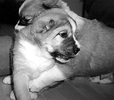 Светлана Ермакова - Среднеазиатская овчарка