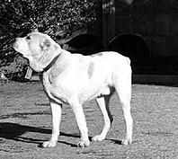 Светлана Ермакова - Среднеазиатская овчарка