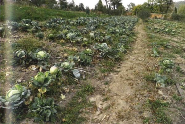 Борис Бублик, Виталий Гридчин - Умный огород круглый год